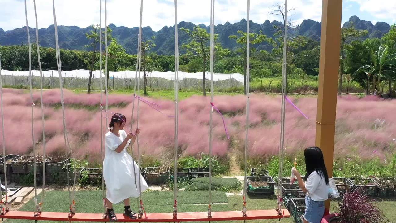 航拍粉黛乱子草花海浪漫