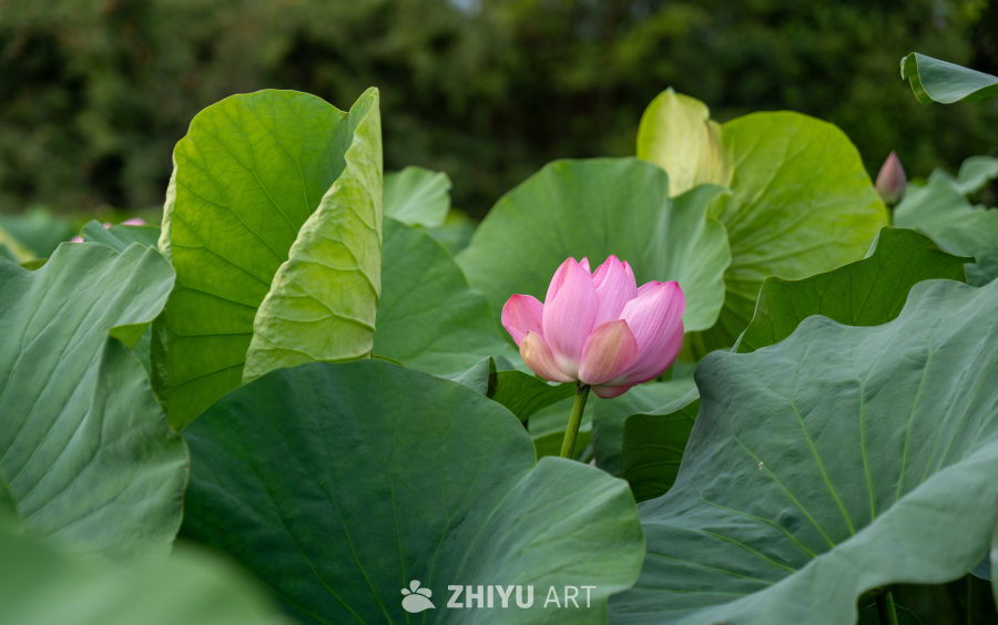荷花 16