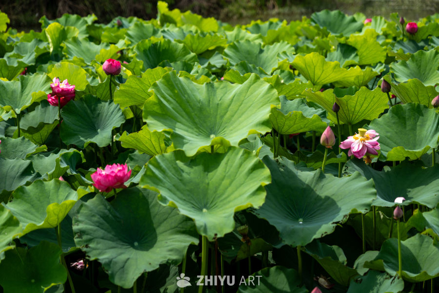 荷花 185