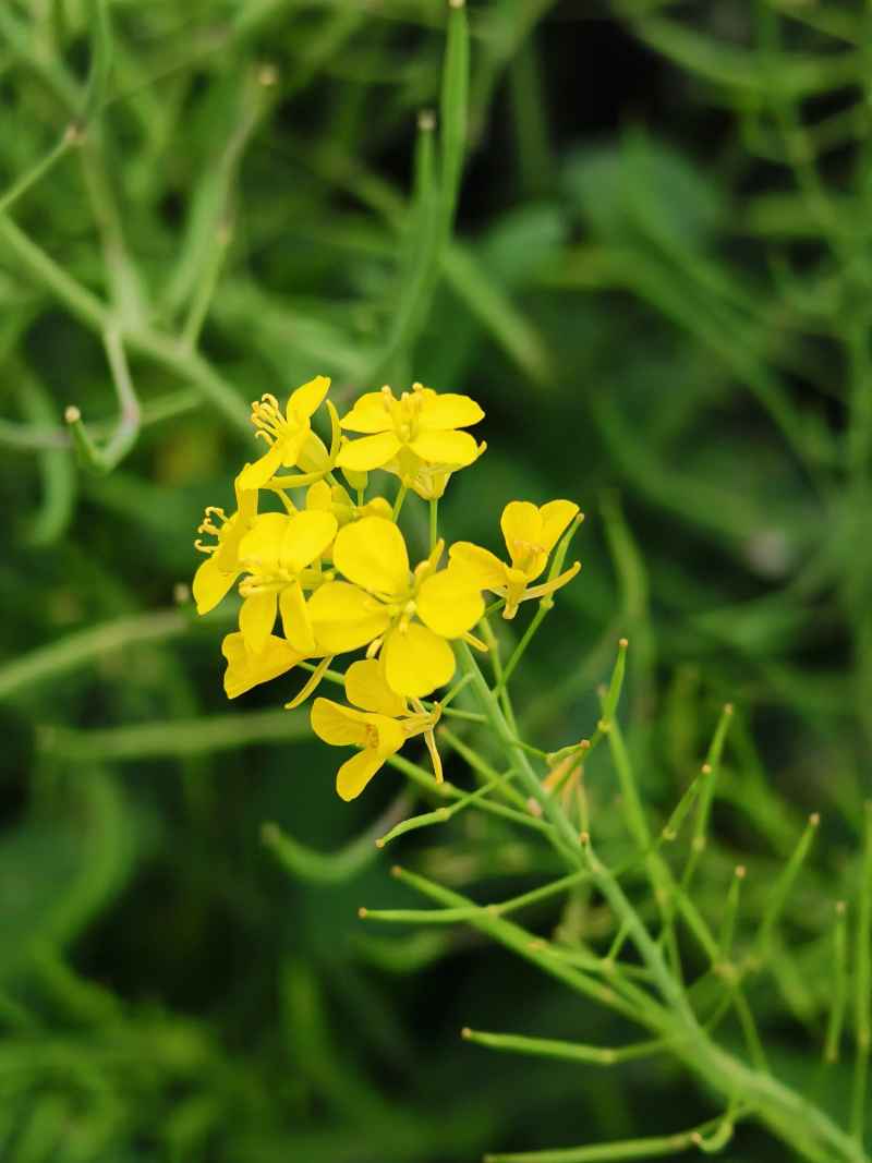春末夏初盛开的黄色油菜花