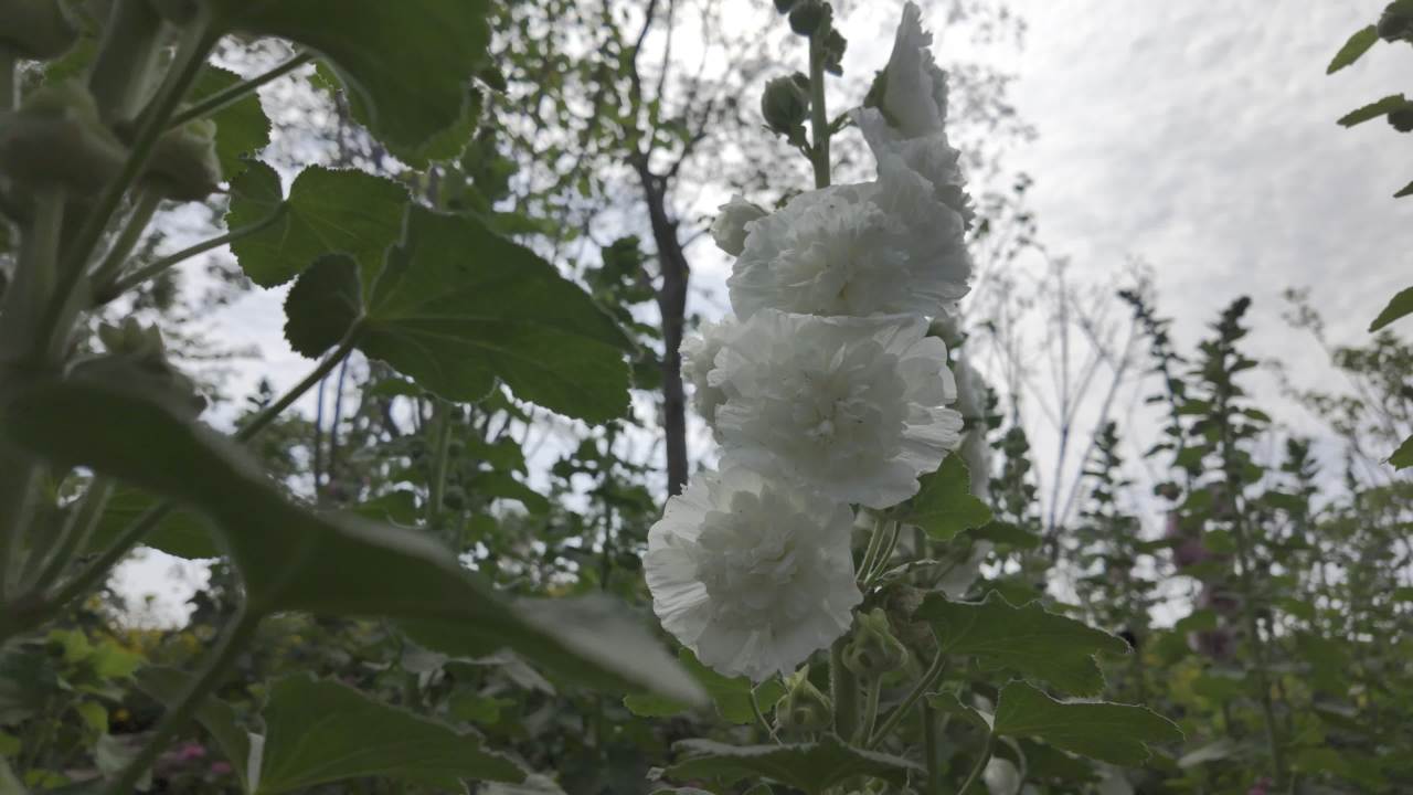 园林里的花花草草2 13