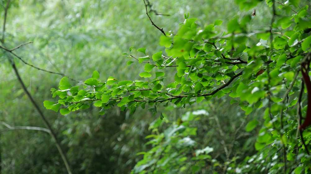 银杏树