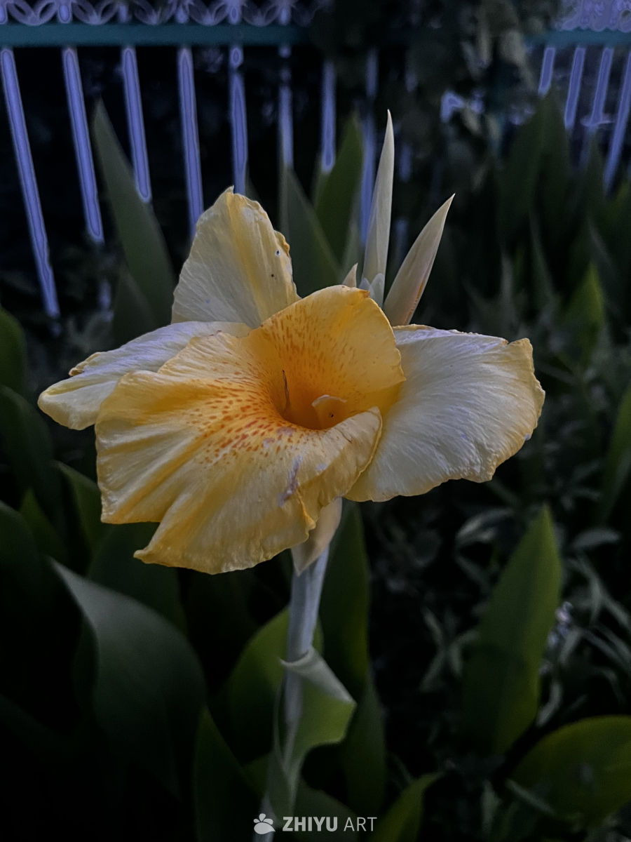 夜色中的黄花
