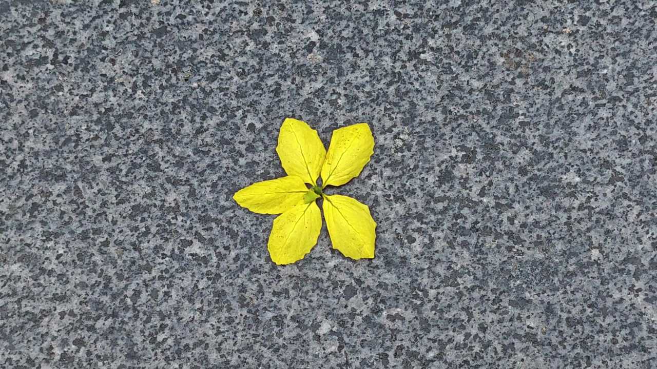 4K地上一朵小黄花