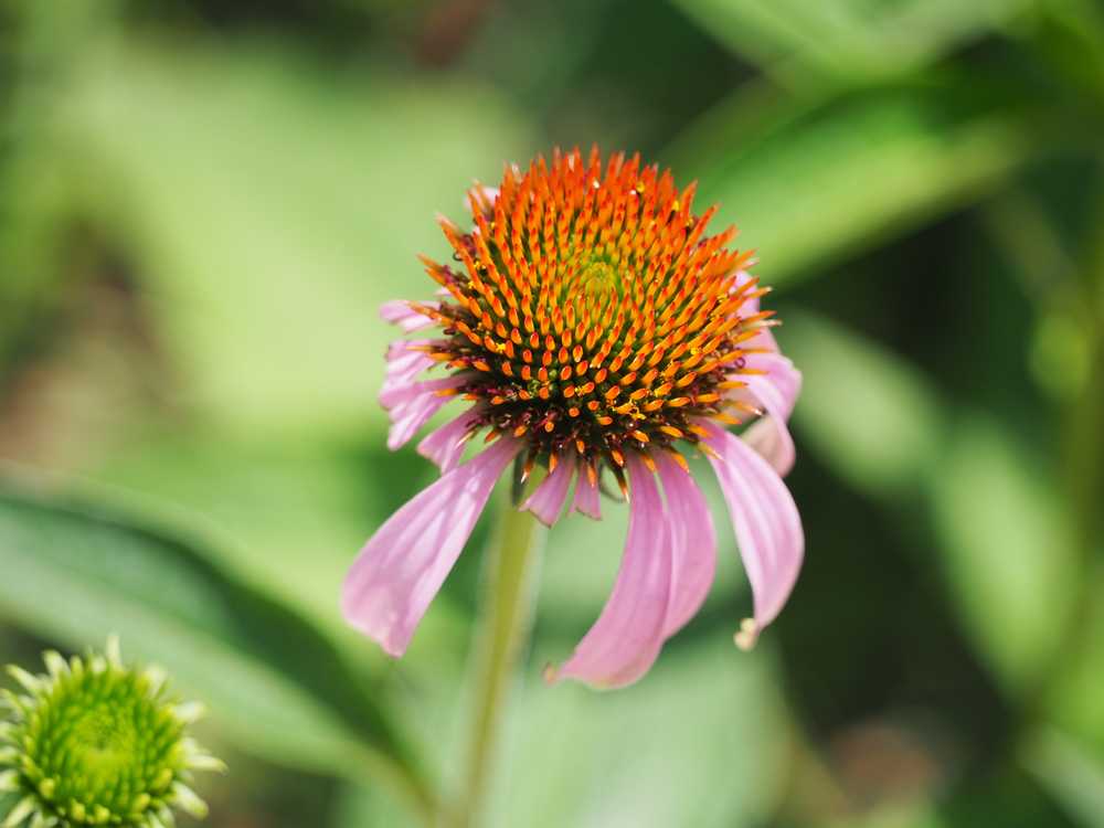 雏菊