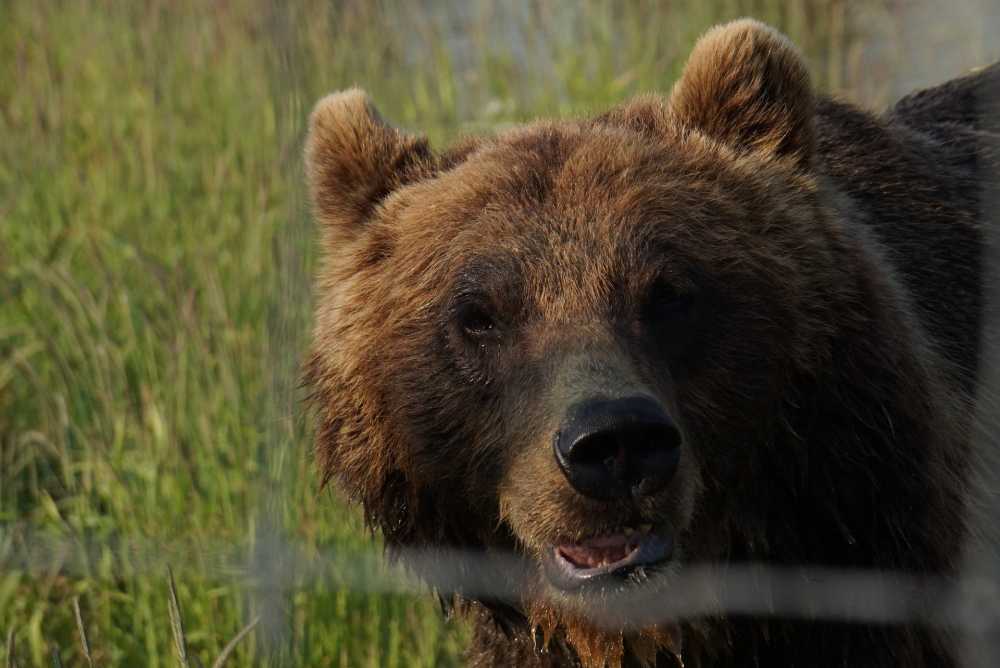 阿拉斯加州棕色的熊熊