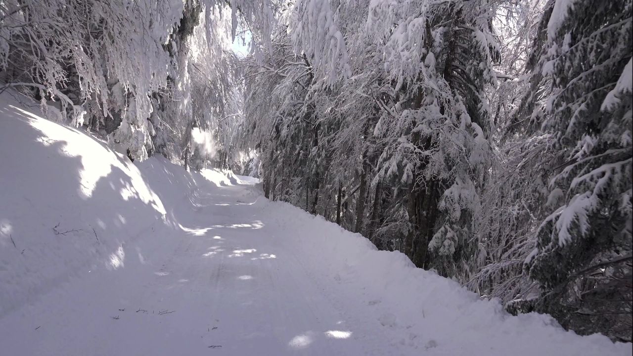 雪冷杉雪域树木