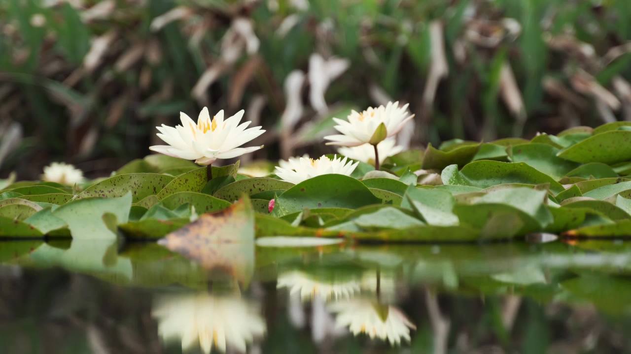 静谧的水莲花