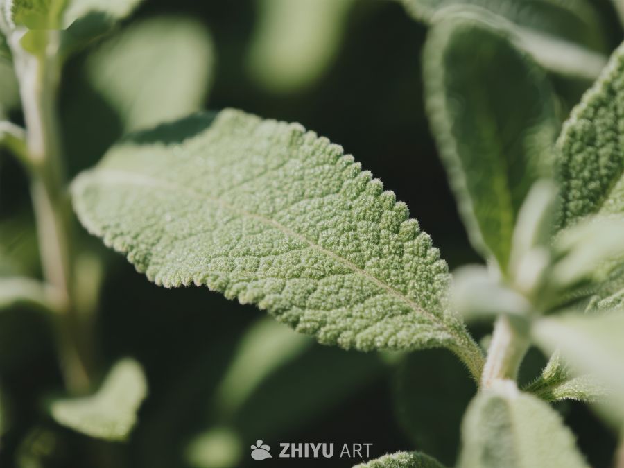 绿色植物叶片特写 178