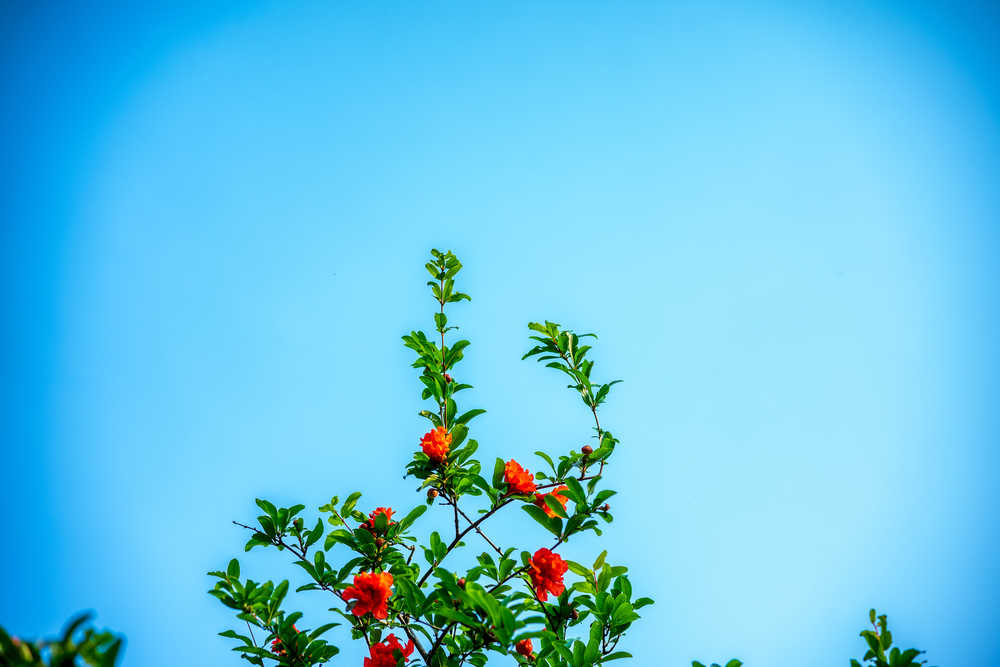 石榴花满枝头