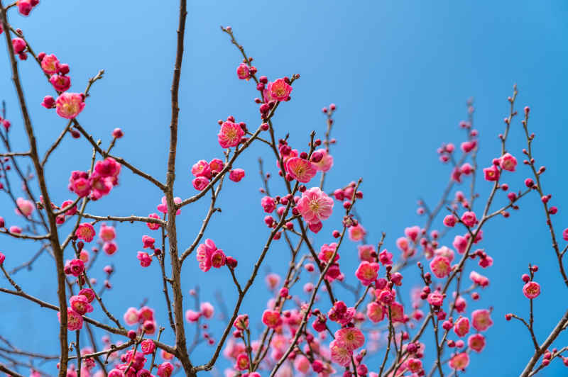 红花梅花桃花
