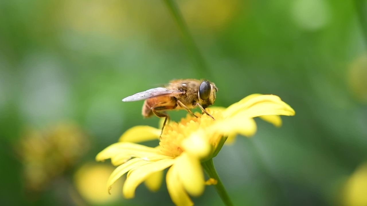 蜜蜂  花  水滴特写