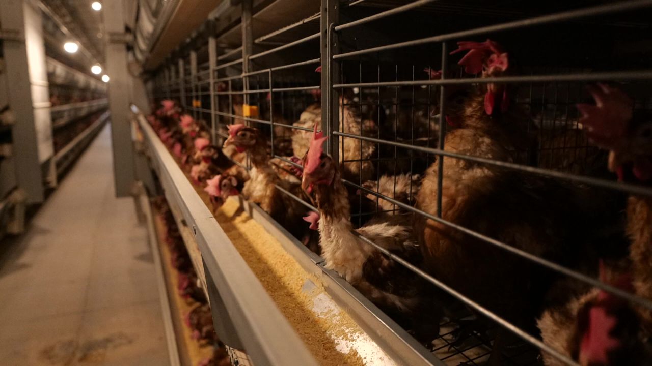 自动化养鸡场