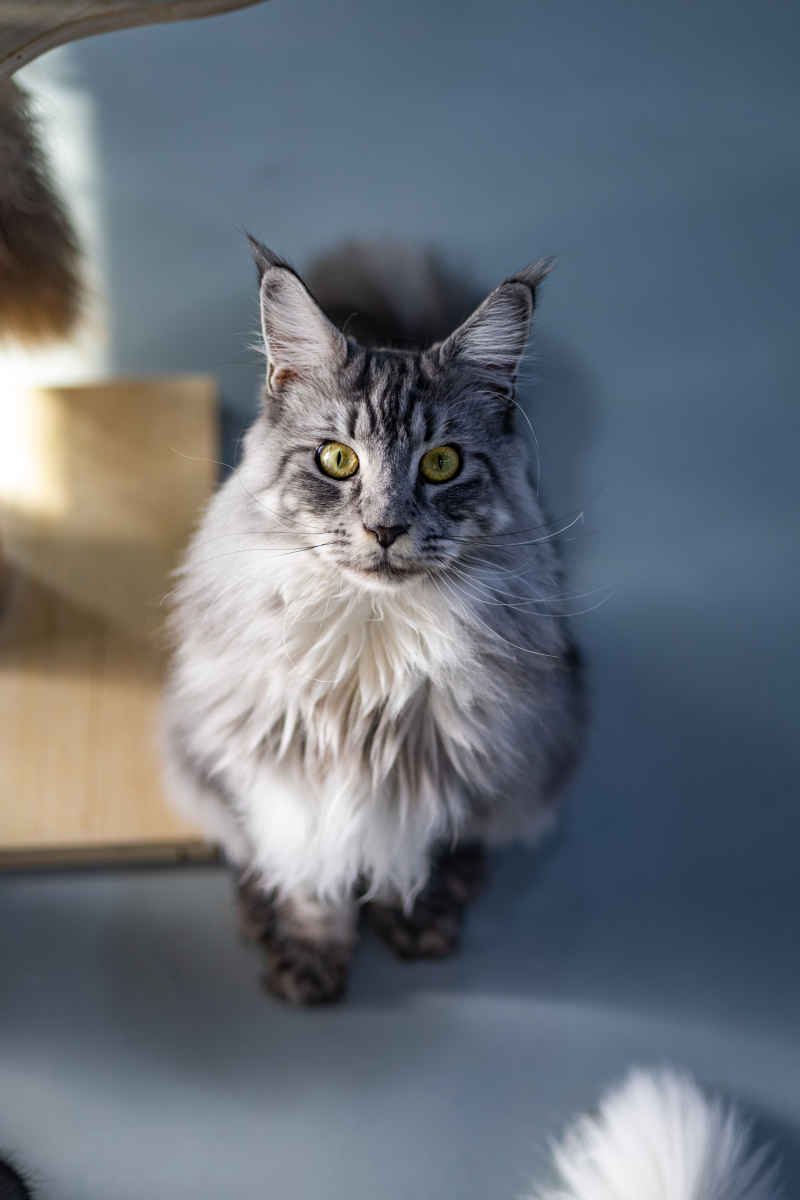 缅因猫