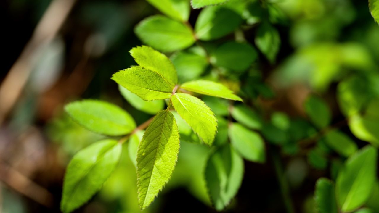 植物树木春天夏天绿油油生机盎然