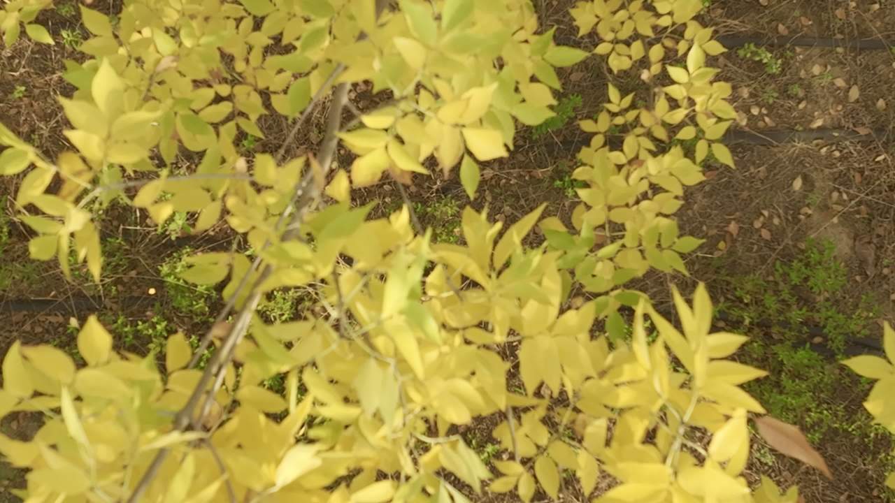 秋日森林航拍