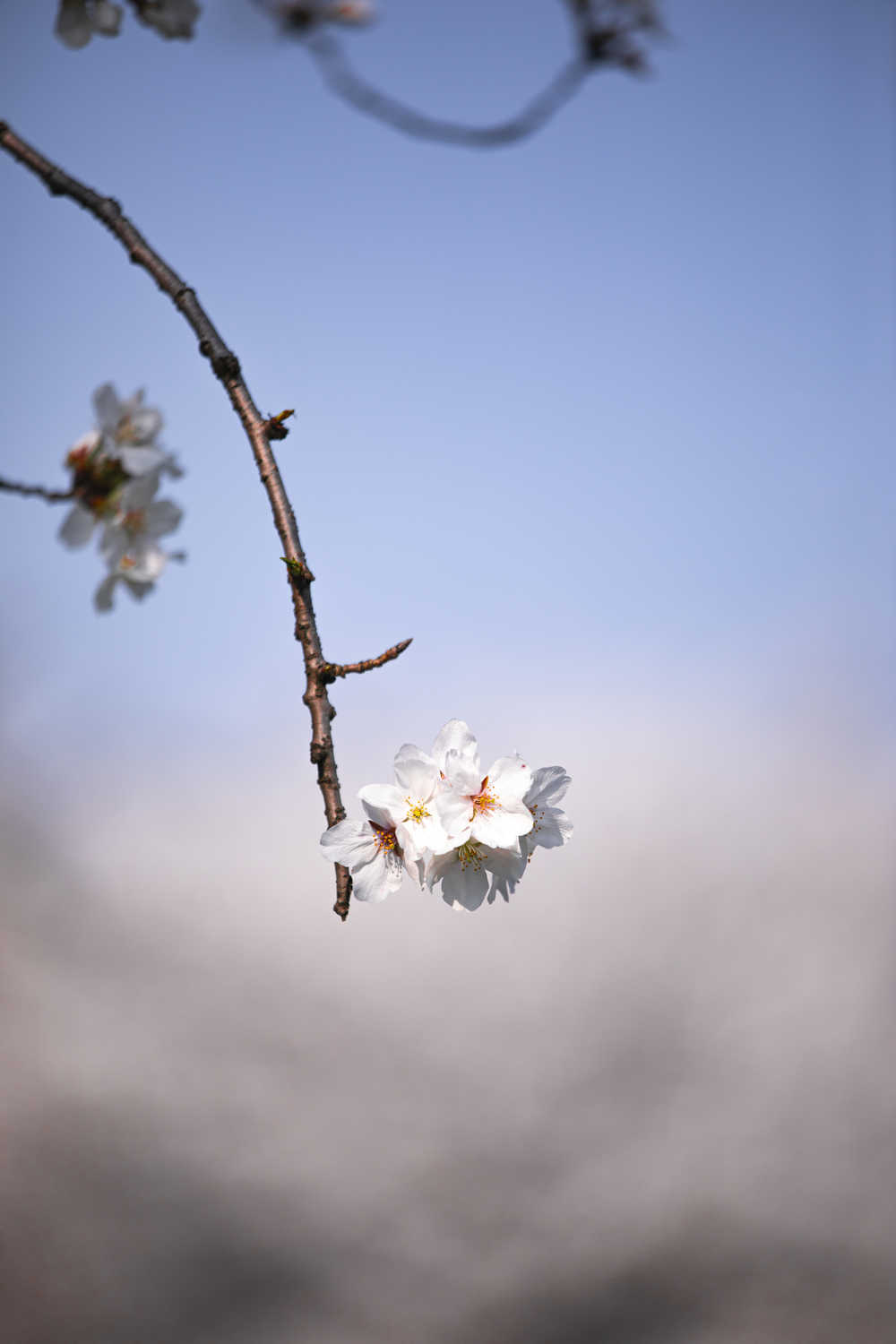 春日的樱花