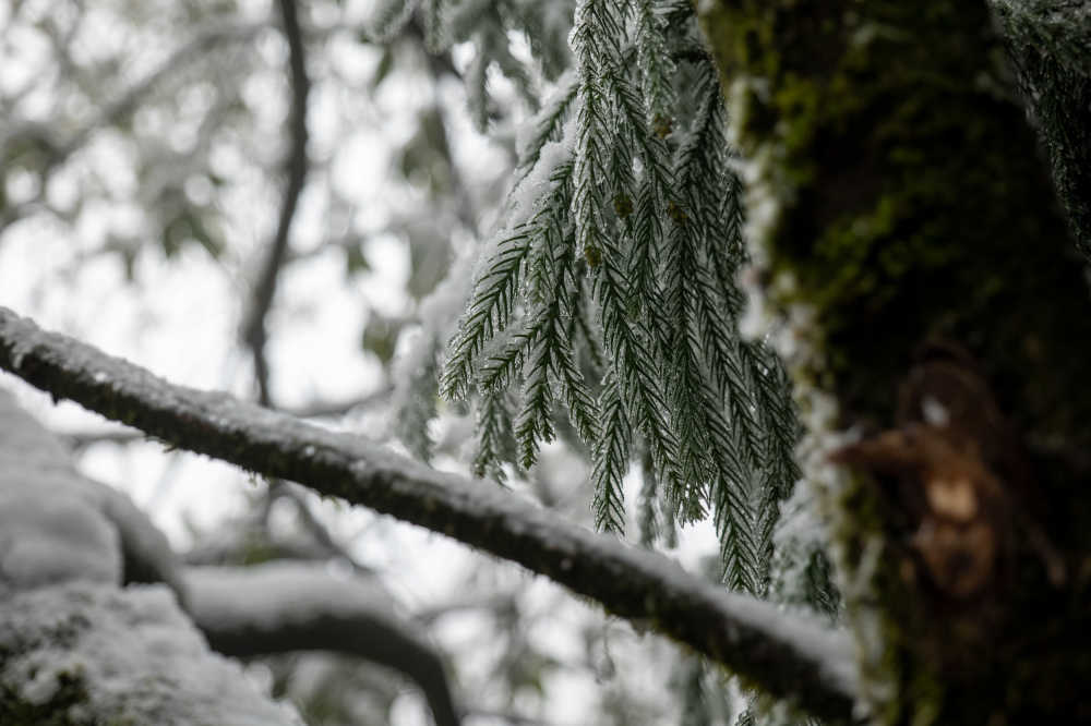 松树落雪