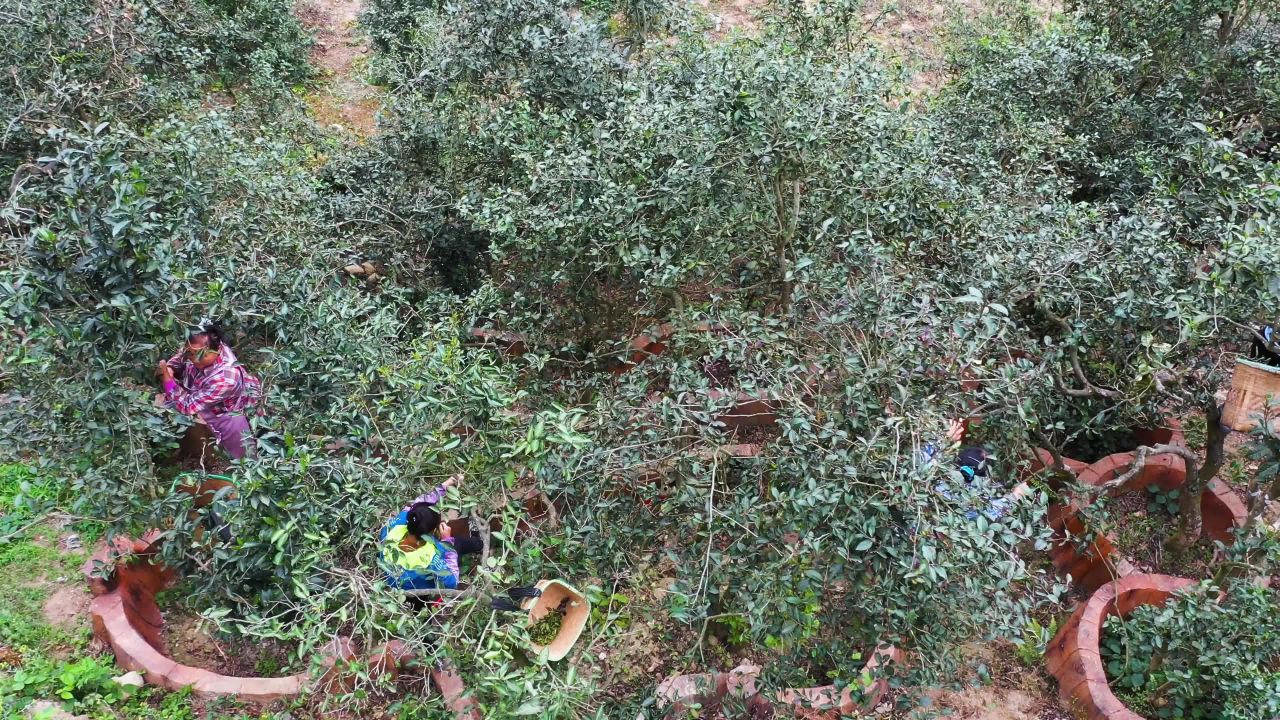 古茶树茶叶采摘多景别实拍素材
