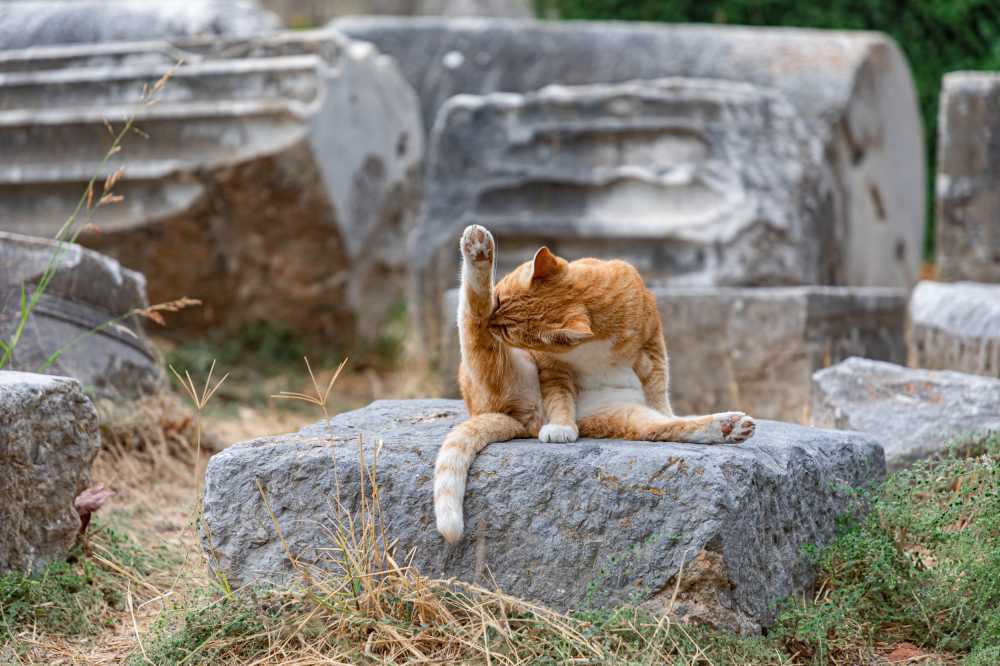 猫咪洗瑜伽寺