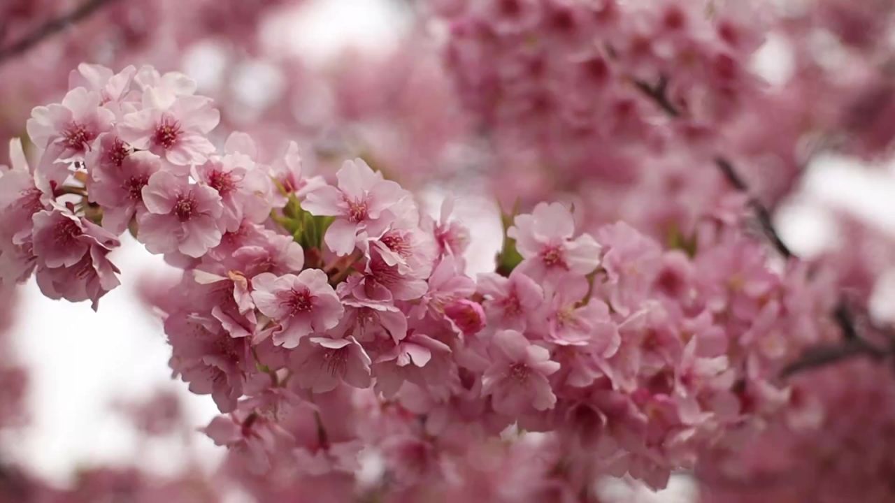 樱花