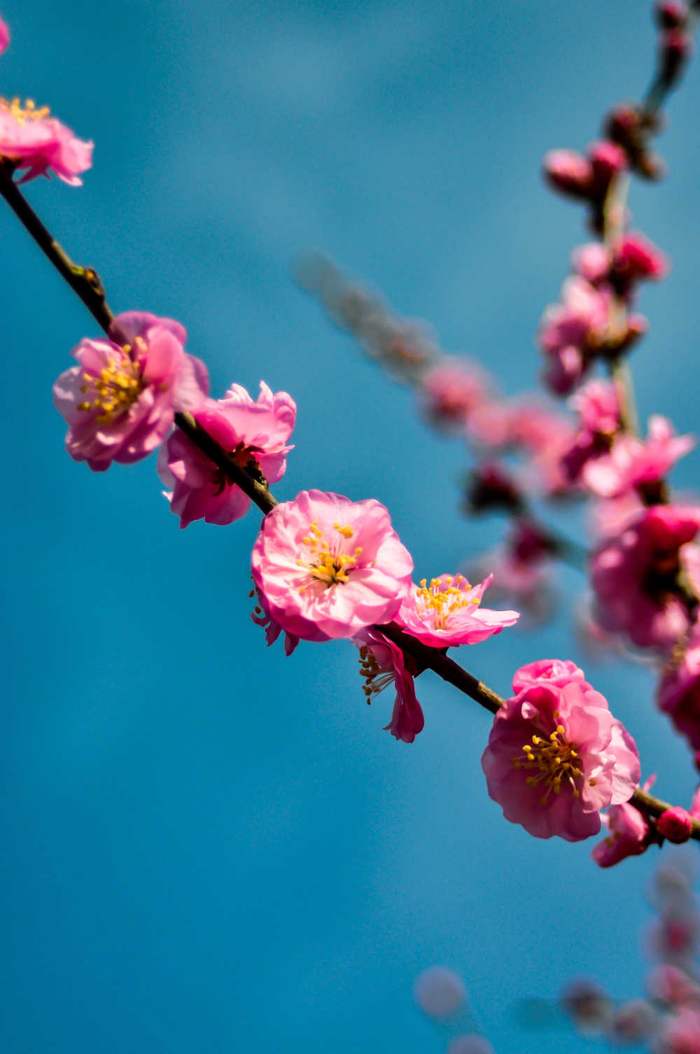 春暖花开