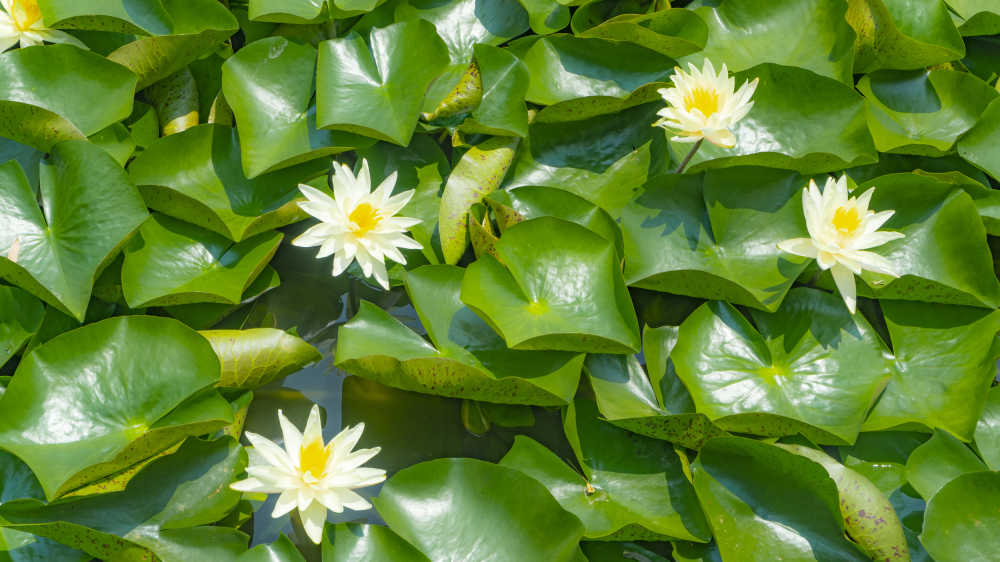 花
