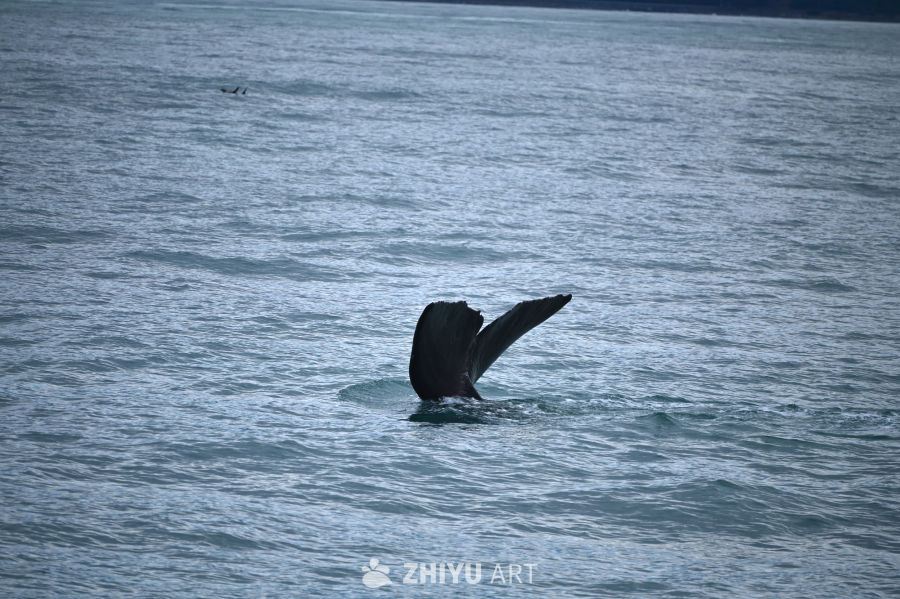新西兰凯库拉海上看抹香鲸潜水甩尾 3