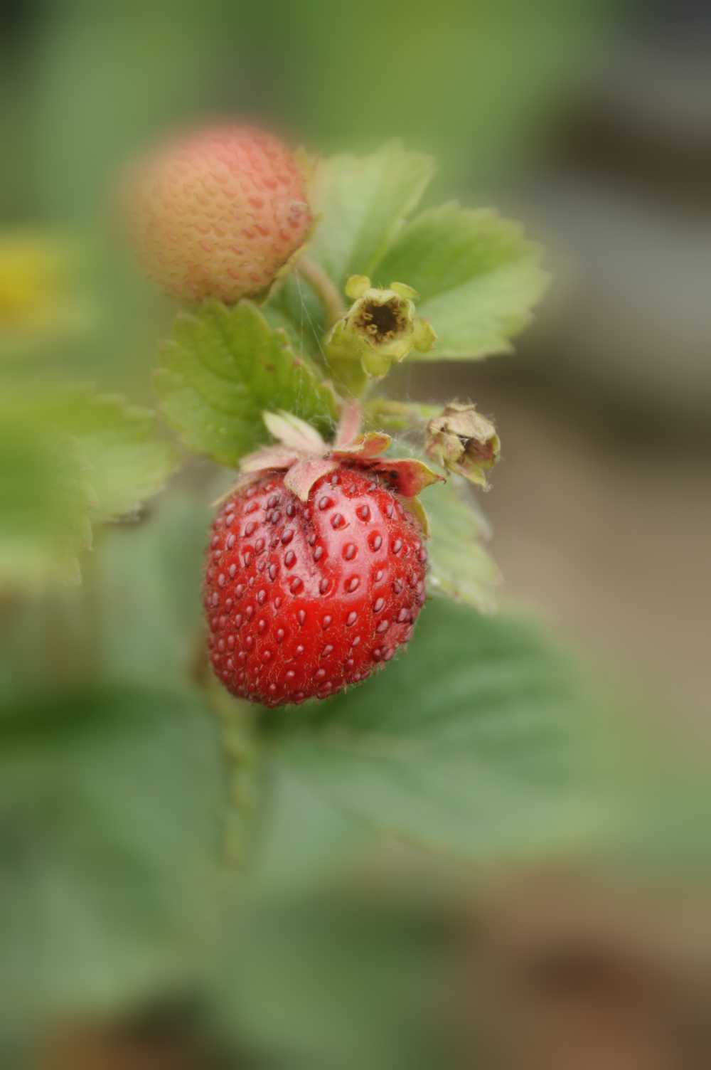 水果草莓费用维生素