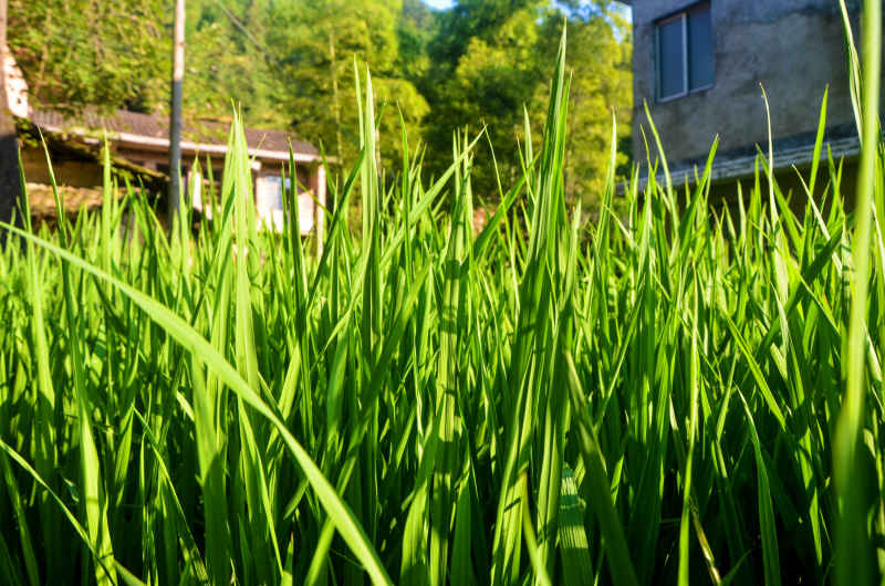湖南大山里的水稻