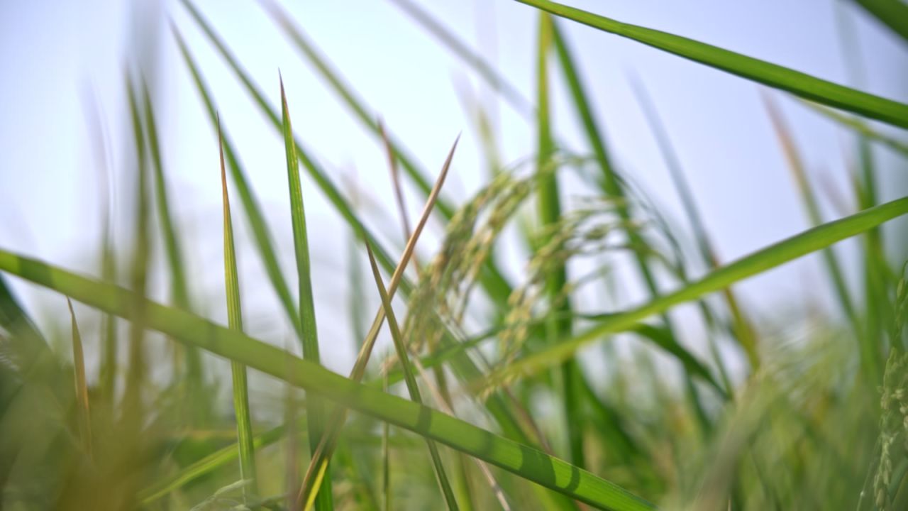 稻穗特写实拍素材