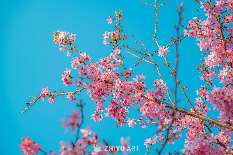 山樱漫城 茶田叠翠