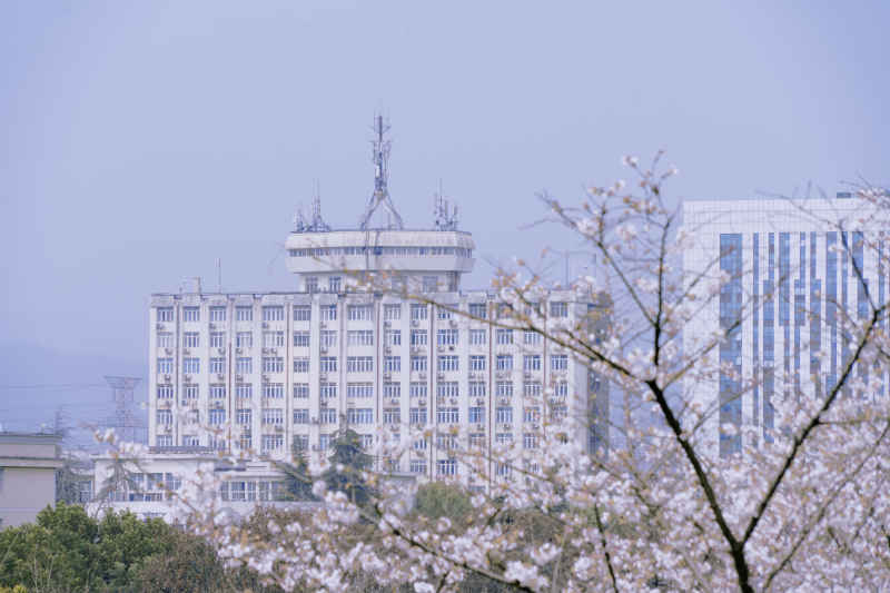 三峡大学樱花