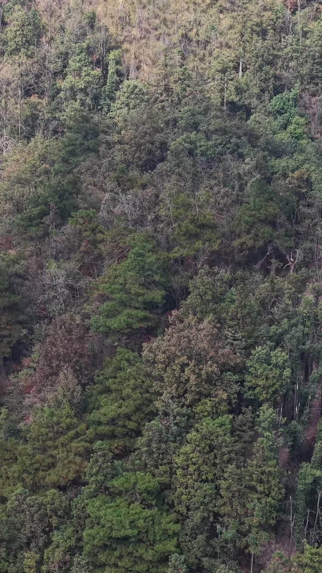 竖版航拍秋天森岭枯黄植物树枝树叶 (9)