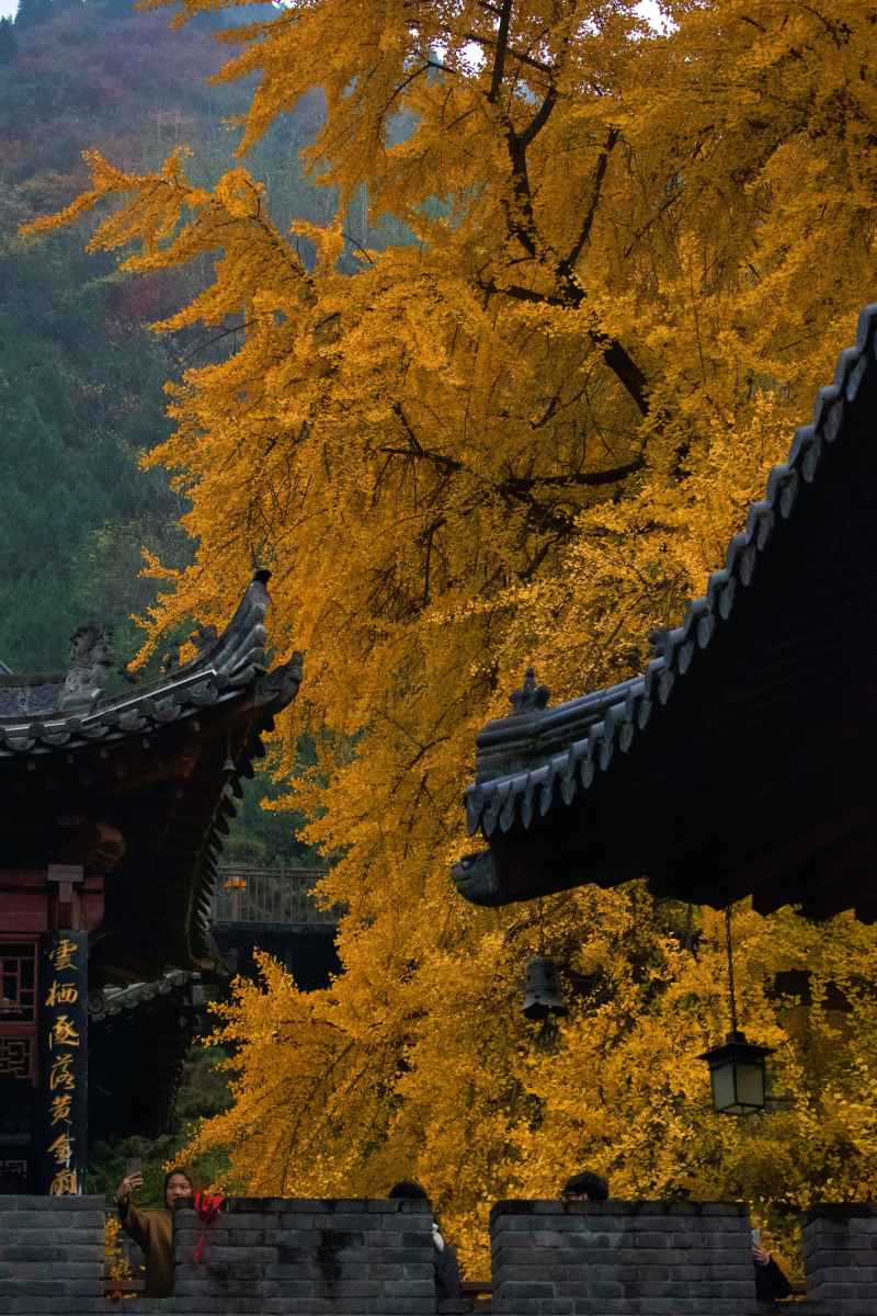 银杏-古观音禅寺