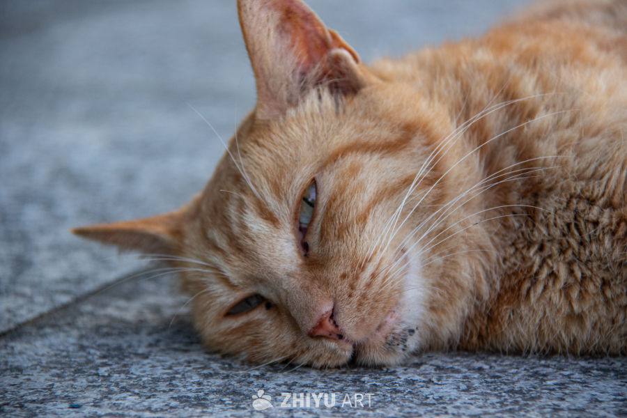 猫 7