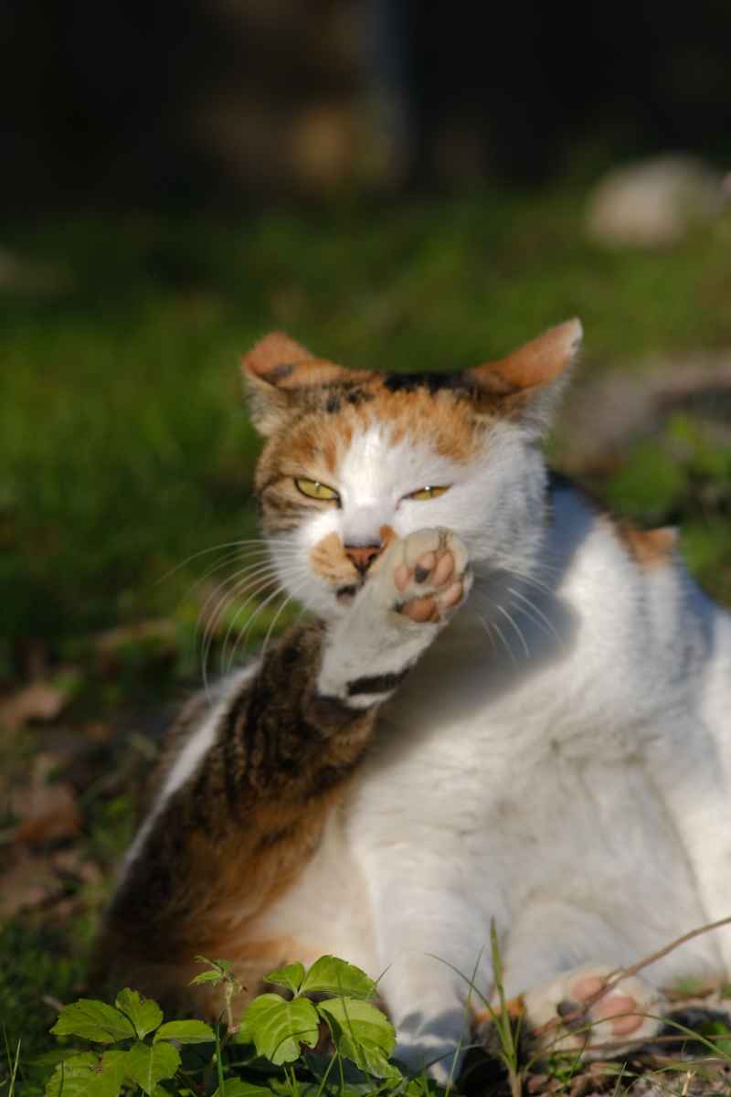猫猫 6