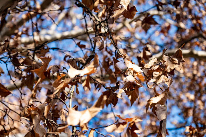  秋天枯萎枫叶植物摄影图