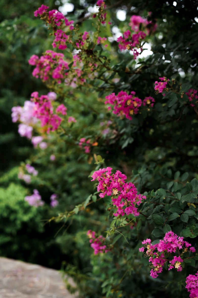 紫薇花 19