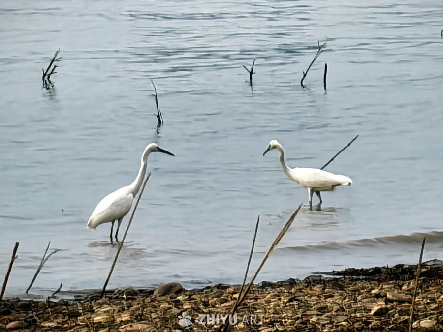 漠漠水田飞白鹭，阴阴夏木啭黄鹂