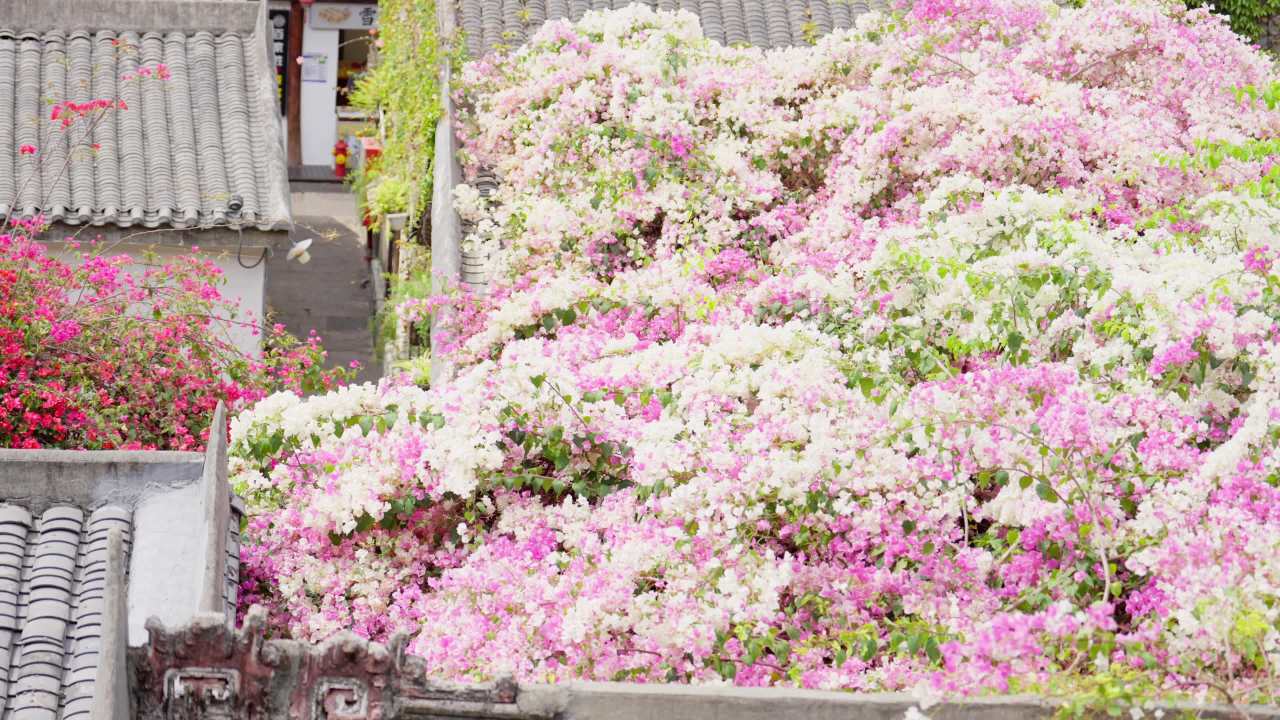 古屋上的三角梅