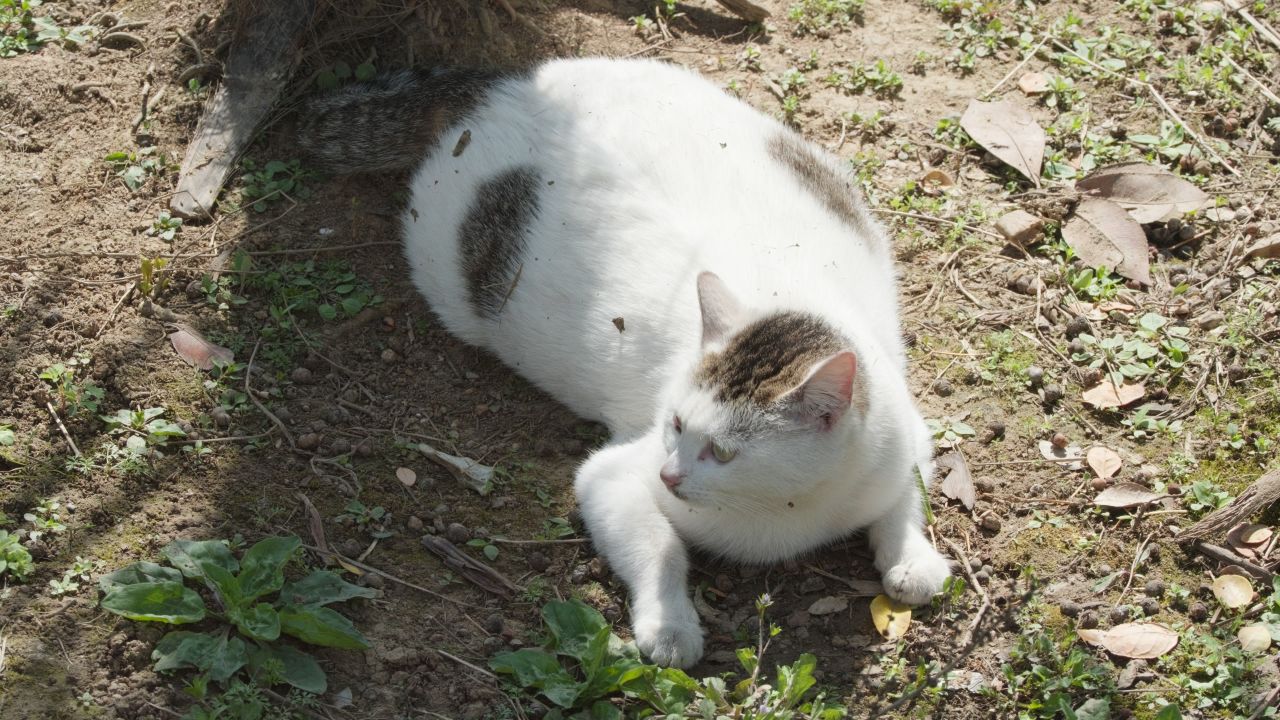 春天公园里可爱的猫咪流浪猫 28