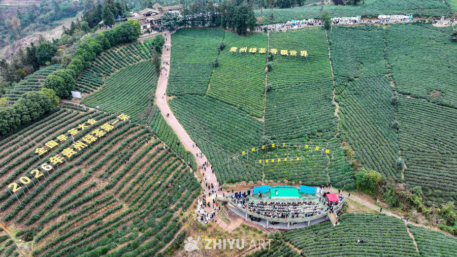 贵州绿茶基地 4
