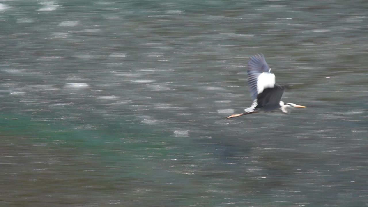 成都九眼桥的鹭鸟 14