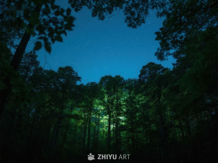 夜幕下的森林，星光闪烁 501