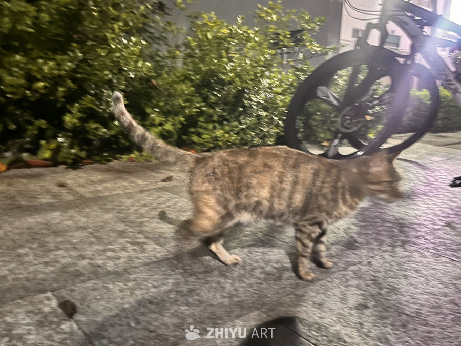 夜色中的街头漫步猫