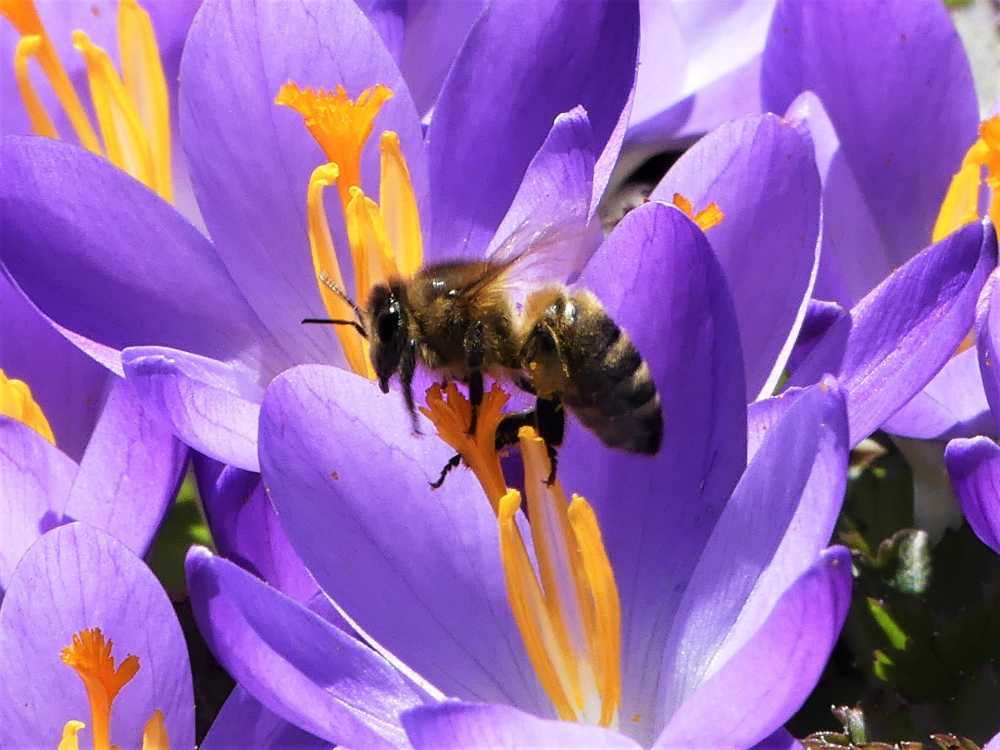 布卢姆蜜蜂花昆虫春