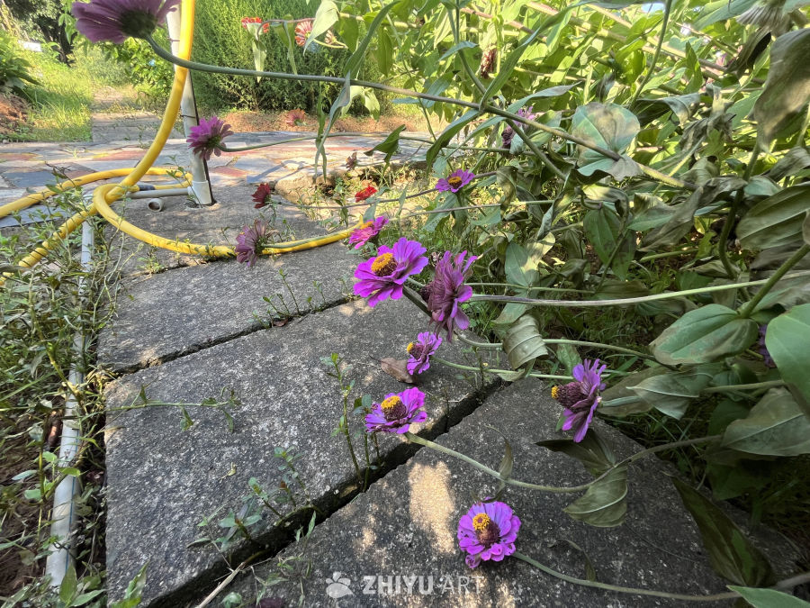 石缝中的紫色花海