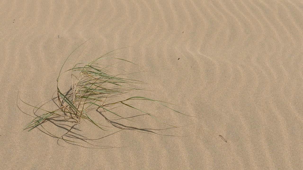 海滩沙风微风沙丘