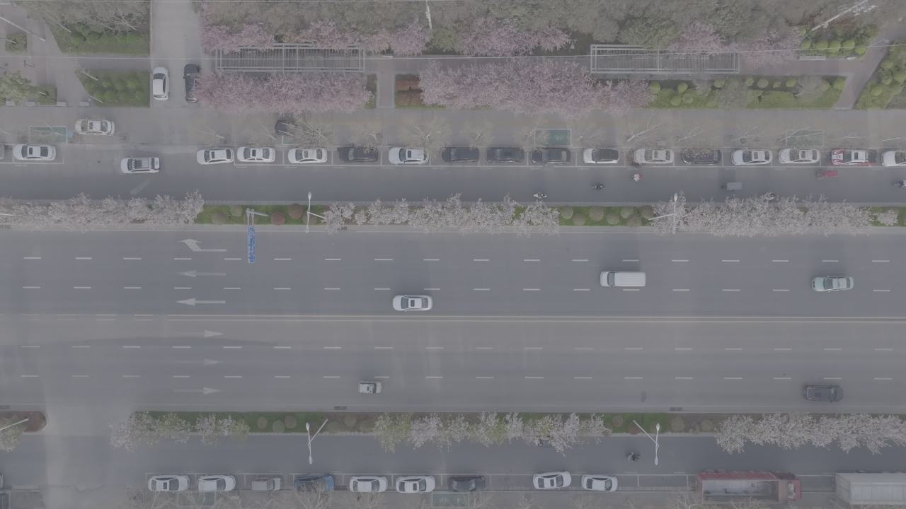 城市樱花大道
